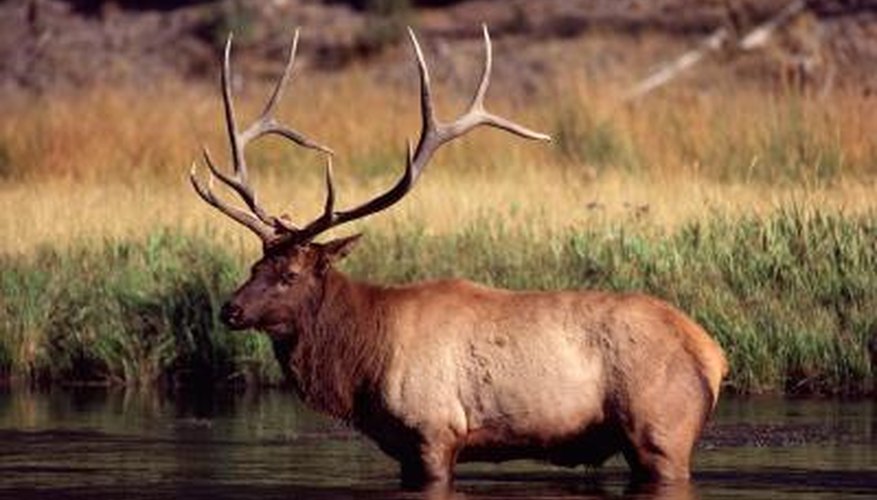 How to Count the Points on Deer Antlers