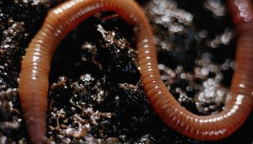 How to Make a Ground Worm Shocker