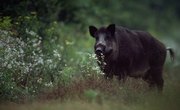 Upper Michigan Russian Boar Hunting