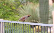 How to Build a Quail Trap