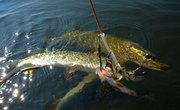 Pike Fishing in Lake George, New York