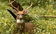 Whitetail Rut Guide for Georgia