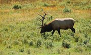 How to Score Elk Antlers