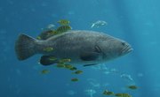Types of Salt Water Fish in the Gulf of Mexico