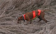 How to Become a Hunting Guide in Texas
