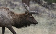 Elk Hunting in Georgia