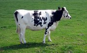 How to Stop Algae Growth in Livestock Water Troughs