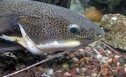 How to Hook Goldfish Bait for Catfish