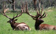 How to Hunt Elk in Craig, Colorado