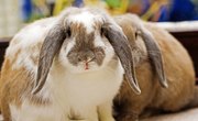 How to Preserve a Rabbit's Foot