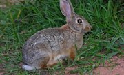 How to Dry Rabbit Skins