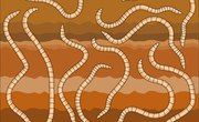 How to Make an Electric Worm Probe