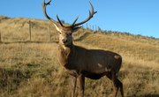 How to Use Popcorn for Deer Bait