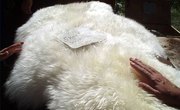 How to Tan Sheepskins