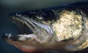 How to Use Inline Weights for Walleye Trolling