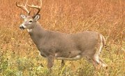 How to Clean Shed Deer Antlers