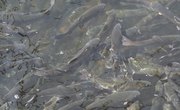 How to Make Your Own Power Bait for Trout Fishing