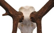 How to Prepare Deer Antlers
