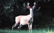 How to Process Deer Hides Into Clothing