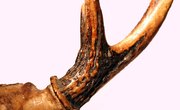 How to Mount Deer Skull Caps