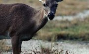 How to Feed Deer Apples & Peanut Butter