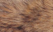 Instructions for Tanning a Coyote Hide