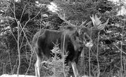 How to Gut a Moose