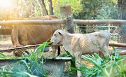 Cattle Diseases That Cause Weight Loss