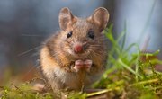 How to Raise Feeder Mice for Profit