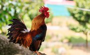 How to Make Money Raising Game Chickens