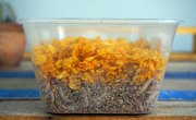 How to Grow a Wax Worm Farm