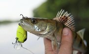 What Do Walleye Eat?