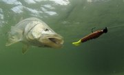 Popular Fishing Tips for Brackish Water