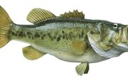 How to Clean Bass