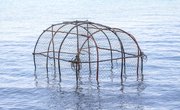 How to Catch Shrimp in Traps with Bait