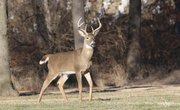 Instructions for Using a Butt Out Deer Field-Dressing Tool
