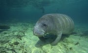 Kayaking Spots Near Bradenton, Florida