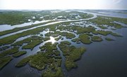 List of Edible Wild Plants in Louisiana