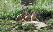 What Sounds Do Foxes Make?