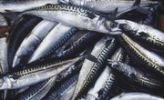 The Best Tuna Bait