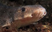 How to Catch Dogfish