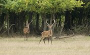 Pros and Cons of Deer Hunting