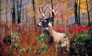 How to Build a Deer Blind Window