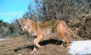 How to Skin & Tan a Coyote