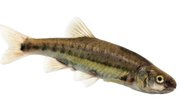 How to Bait a Minnow Trap
