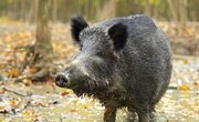 Wild Hog Hunting in Missouri
