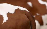How to Care for a Tanned Hide