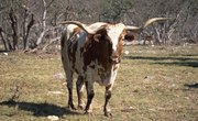 How to Build a Working Cattle Pen & Chute for Longhorns