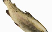 How to Make Garlic Corn Trout Bait
