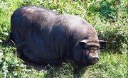Hog Hunting in Sarasota County, Florida